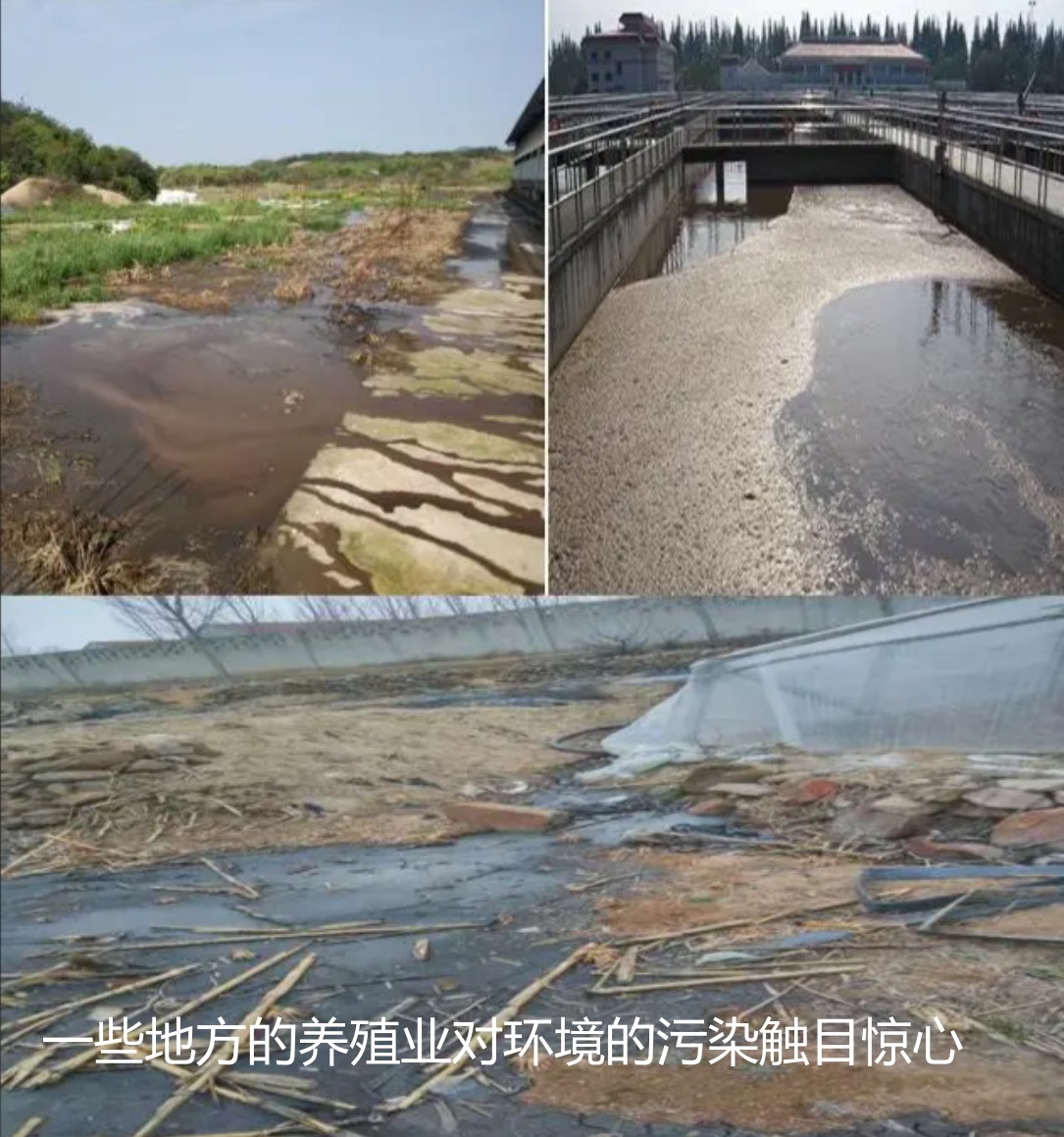 一些地方的养殖业对环境的污染触目惊心.jpg