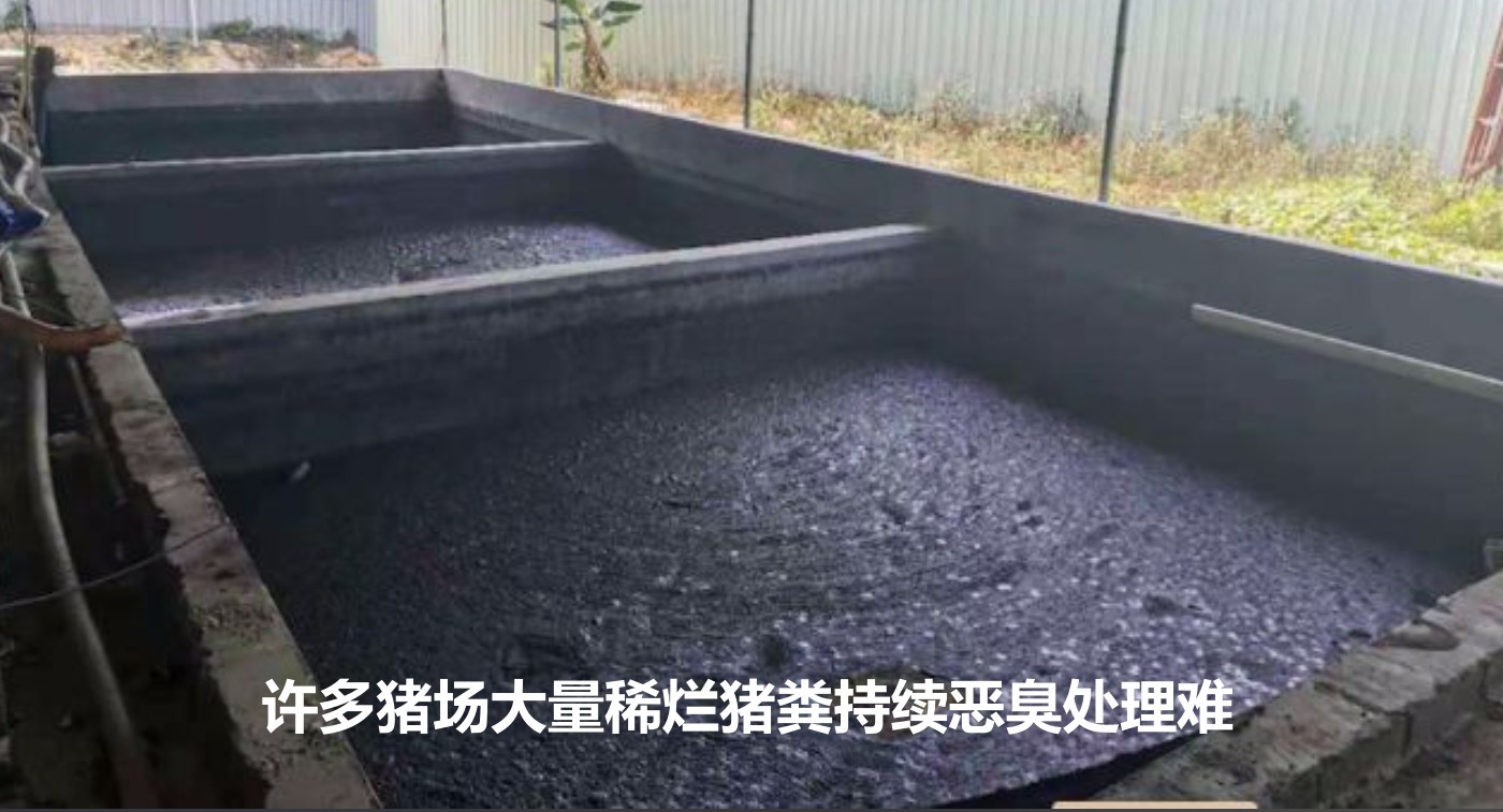许多猪场大量稀烂猪粪持续恶臭处理难.jpg