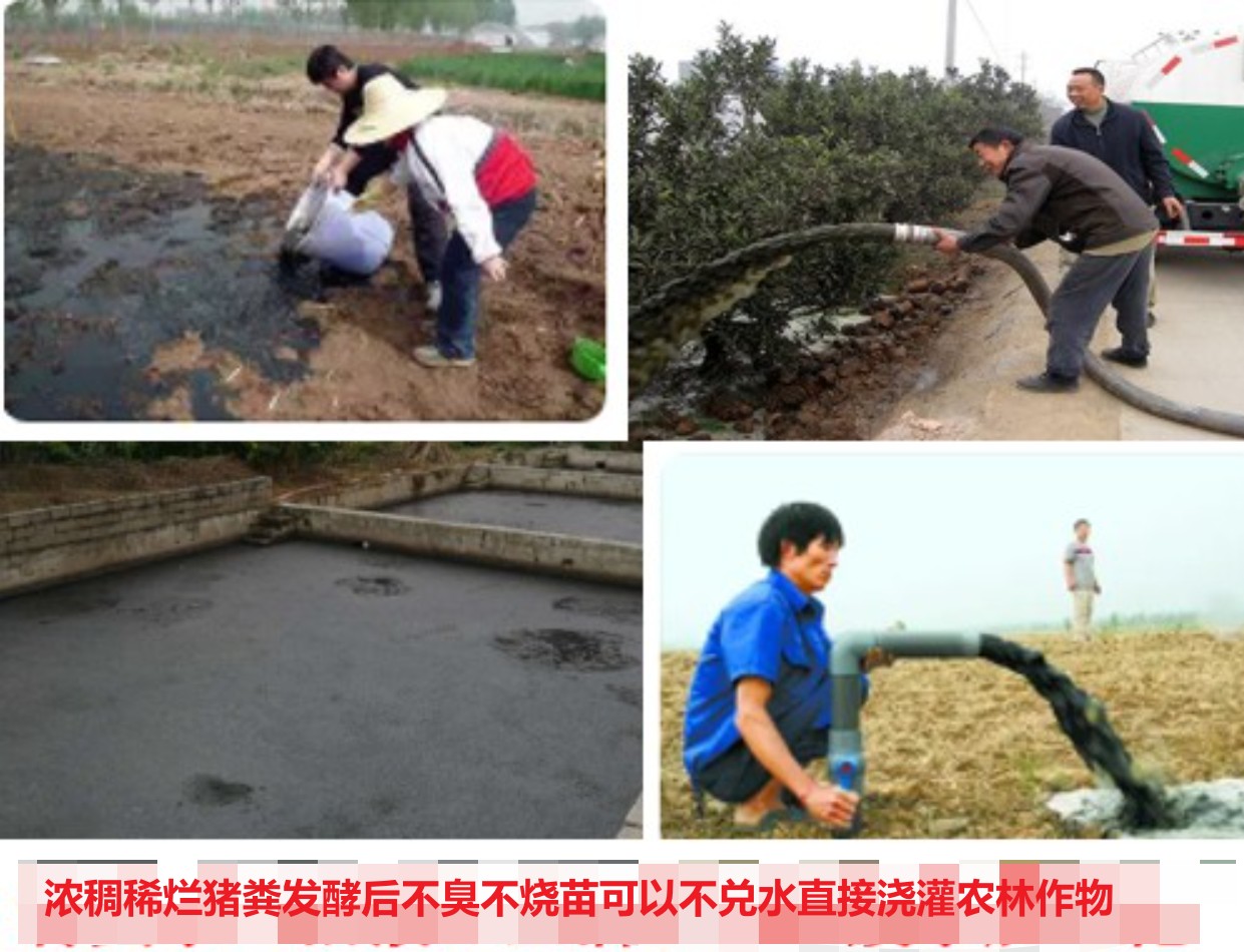 浓稠稀烂猪粪发酵后不臭不烧苗可以不兑水直接浇灌农林作物.jpg