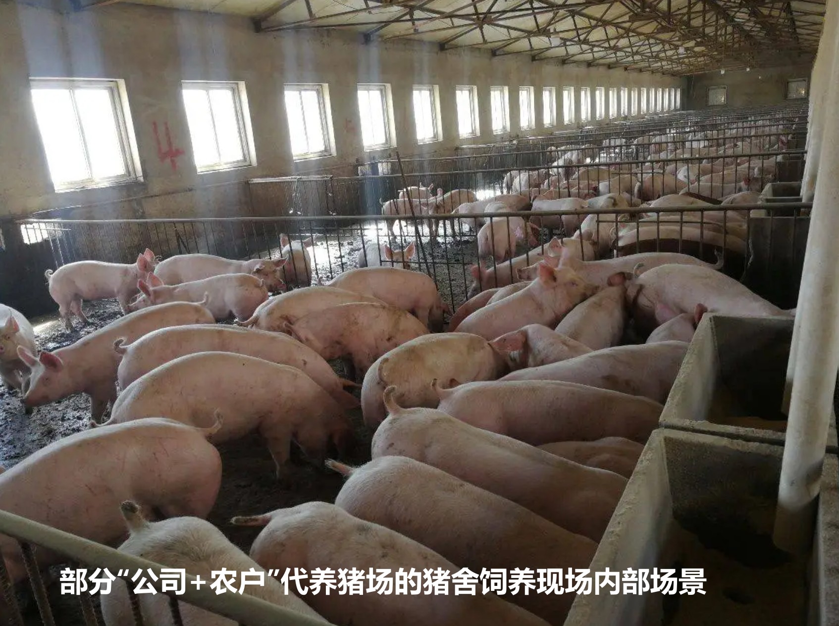 部分“公司+农户”代养猪场的猪舍饲养现场内部场景.jpg