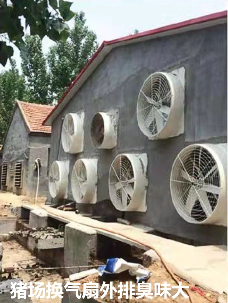 猪场换气扇外排臭味大.jpg