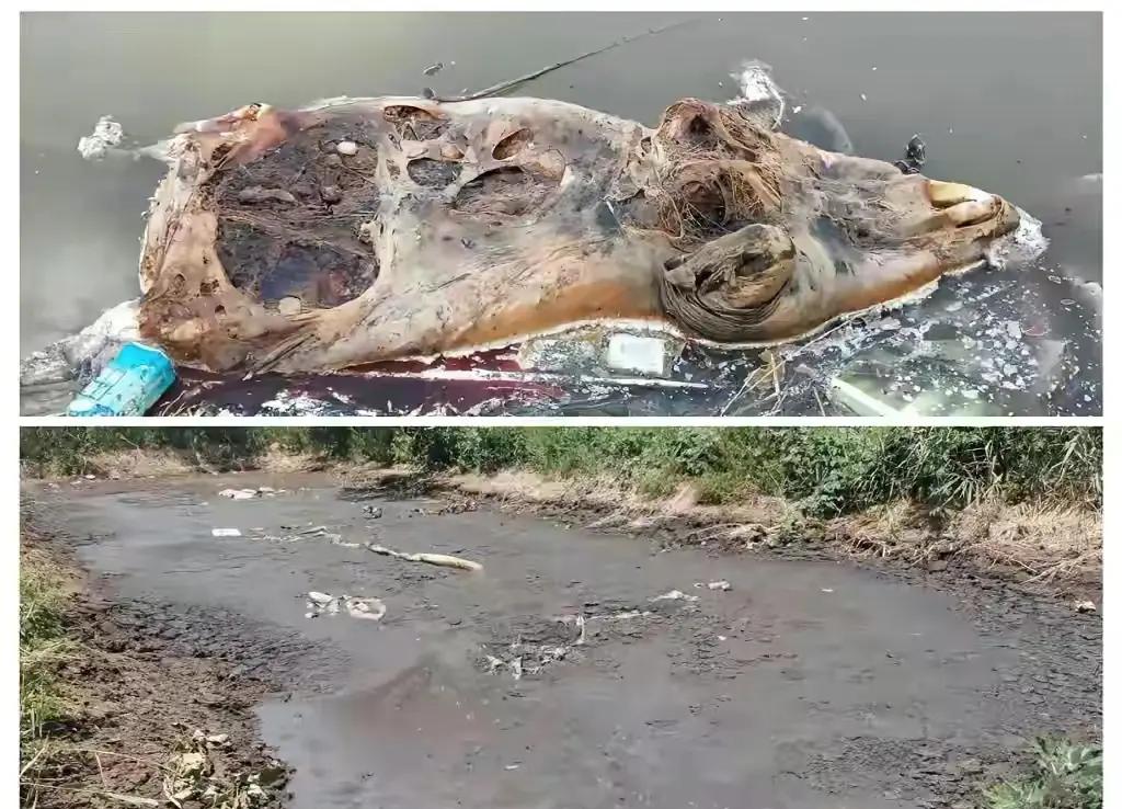 畜禽养殖污染问题严重.jpg