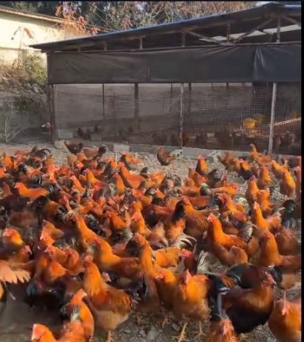 微信截图_20251023085416.png
