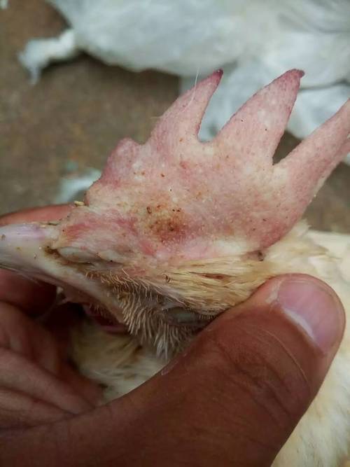 微信图片_20251208091105.jpg 微信图片_20251208091105.jpg