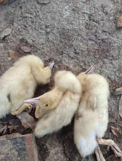 微信截图_20251216092443.jpg 微信截图_20251216092443.jpg