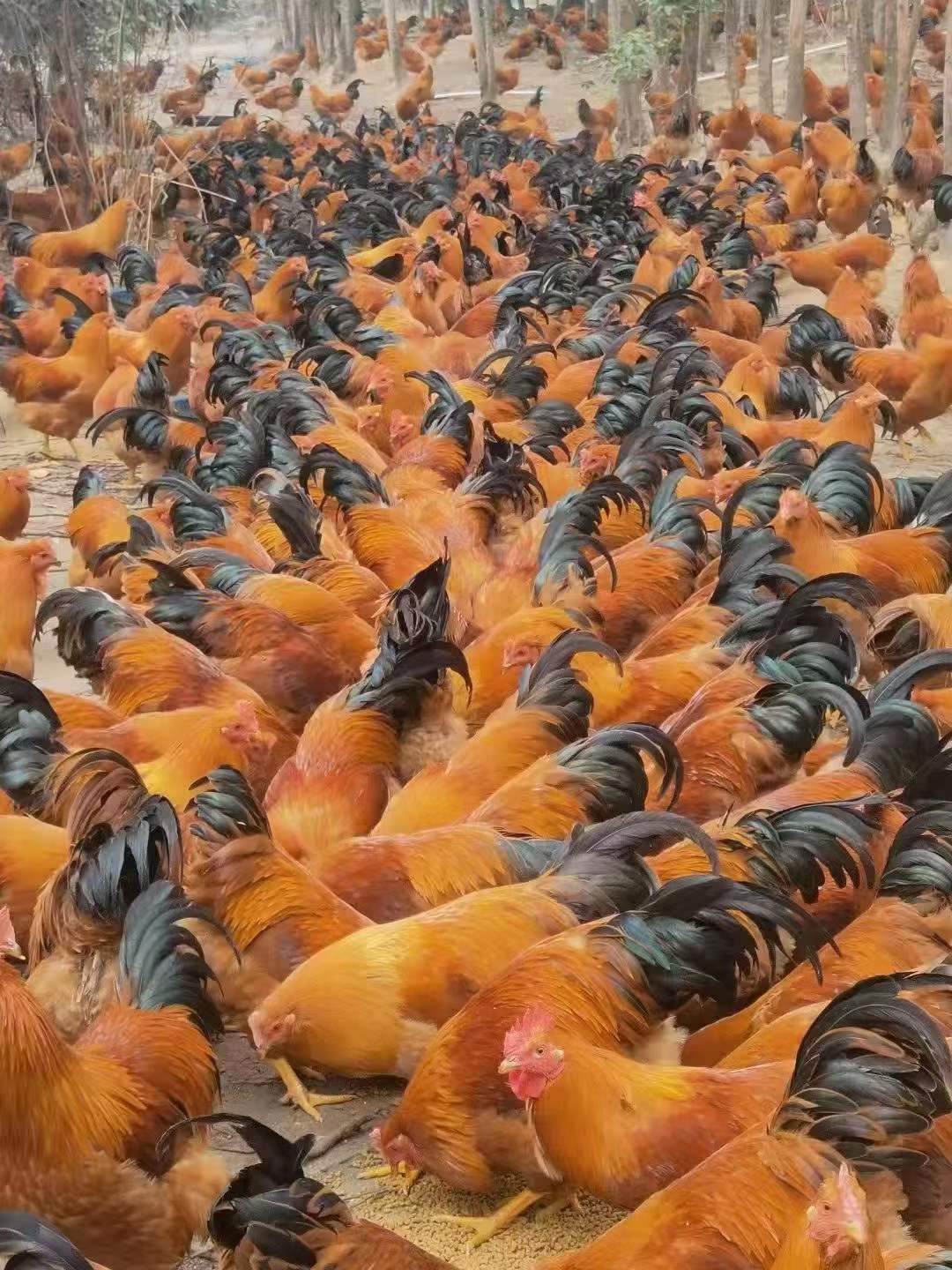 吃发酵饲料的阉鸡.jpg 吃发酵饲料的阉鸡.jpg