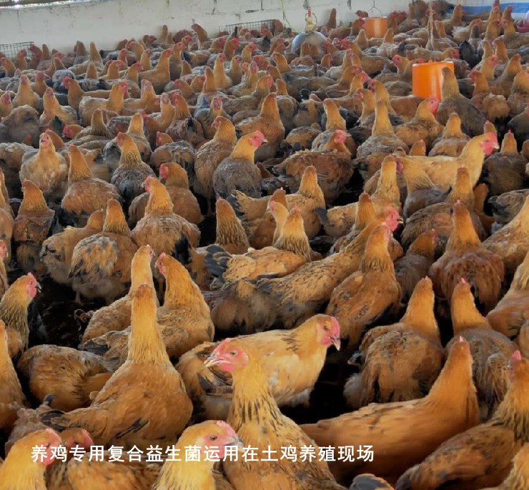 养鸡专用复合益生菌运用在土鸡养殖现场.jpg 养鸡专用复合益生菌运用在土鸡养殖现场.jpg