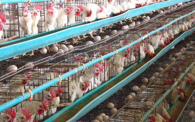 蛋鸡补钙注重这些提高收益-图片版权归惠农网所有