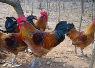 QQ图片20251229104710.png QQ图片20251229104710.png