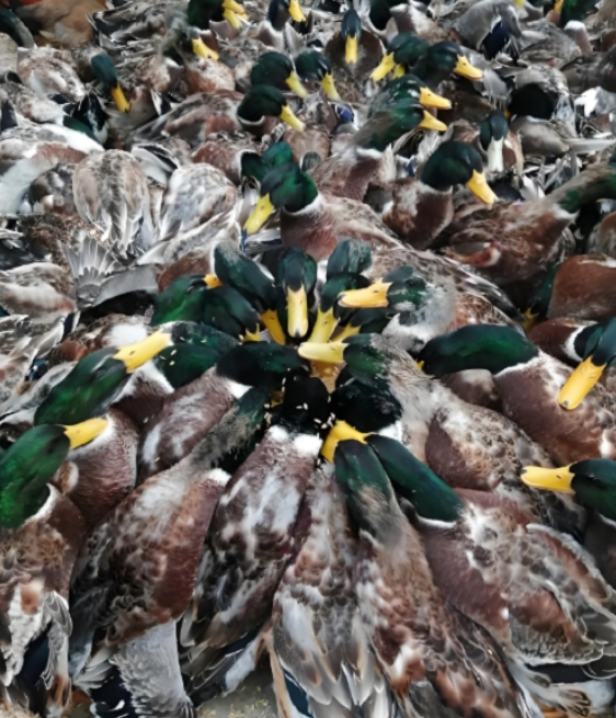 微信截图_20260106111654.jpg 微信截图_20260106111654.jpg