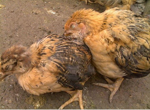 QQ图片20260119130508.png QQ图片20260119130508.png