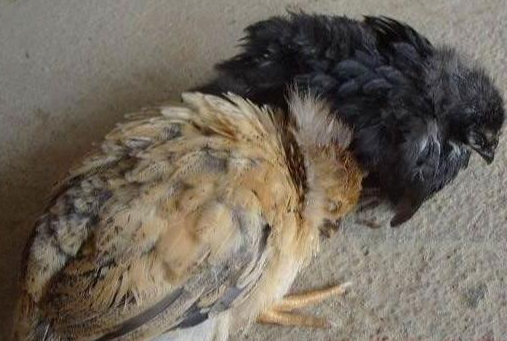 QQ图片20260119130632.png QQ图片20260119130632.png