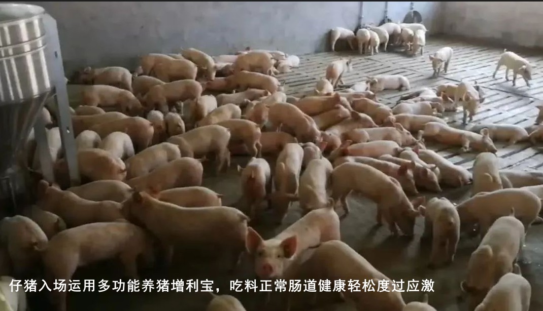 仔猪入场运用多功能养猪增利宝,吃料正常肠道健康轻松度过应激.jpg 仔猪入场运用多功能养猪增利宝,吃料正常肠道健康轻松度过应激.jpg