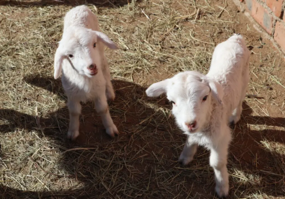 53ef0f24378573fa77939d1ff8f39fba.png 53ef0f24378573fa77939d1ff8f39fba.png