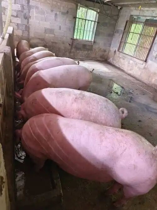 52926d00df1bb507bf290d595b992401.jpg 52926d00df1bb507bf290d595b992401.jpg