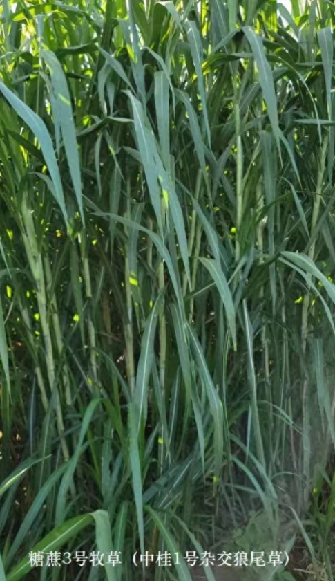 8663433b01a882f2527fb750b75d0197_17401007783657285.png 8663433b01a882f2527fb750b75d0197_17401007783657285.png