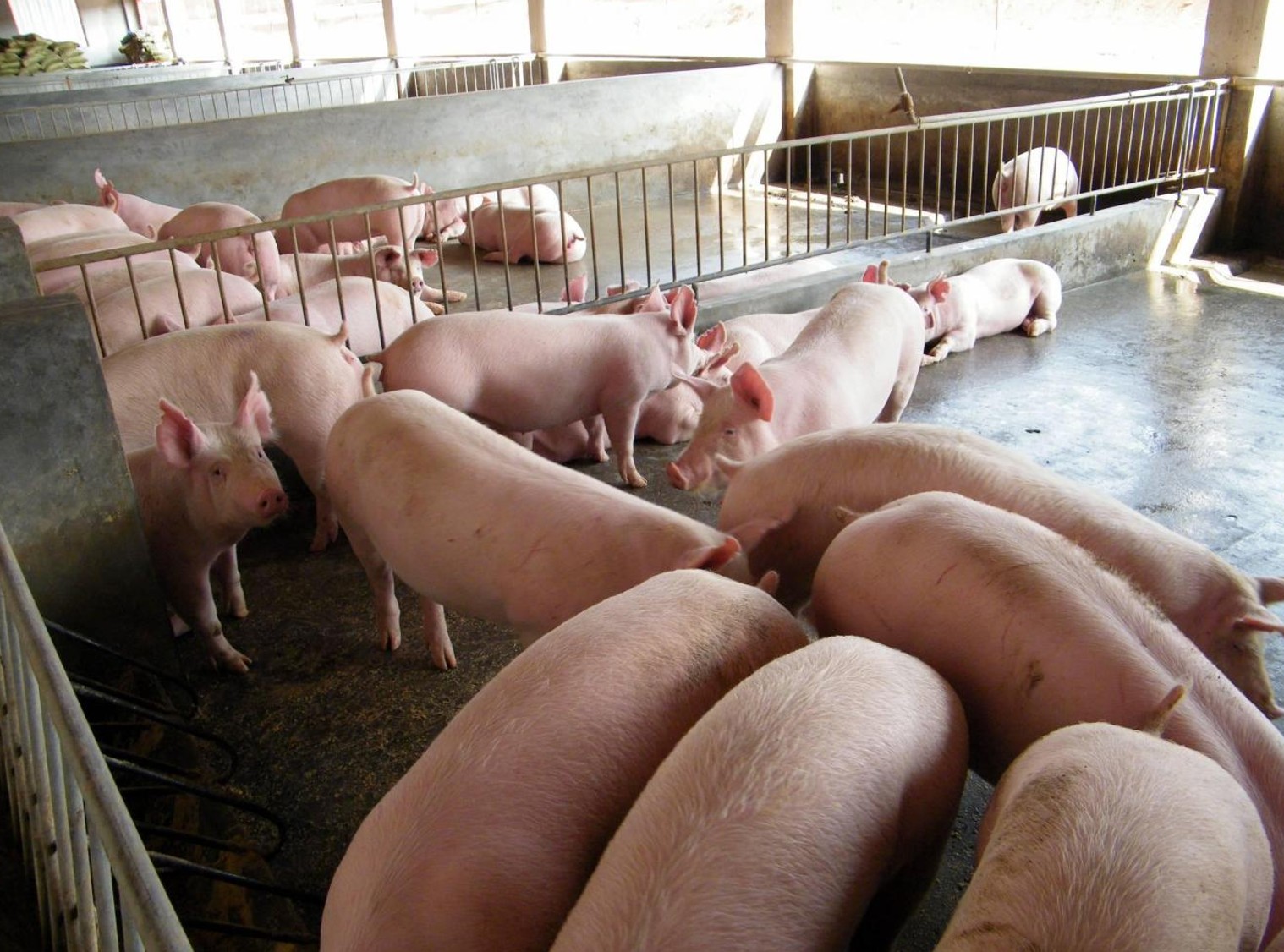 中小猪场1.jpg