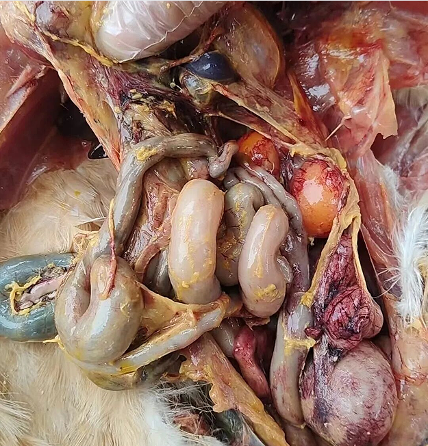 52994afa-a92d-46a3-a4ad-1bc1f5c1aaa4.png 52994afa-a92d-46a3-a4ad-1bc1f5c1aaa4.png