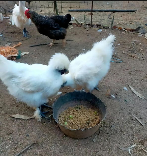 72d664ee-087c-40d6-a8de-30d84870d1b1.png 72d664ee-087c-40d6-a8de-30d84870d1b1.png