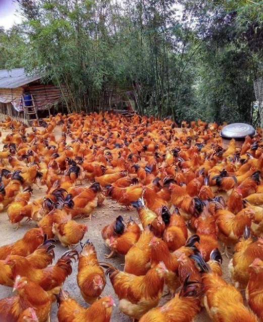 17346804596940000.jpg 17346804596940000.jpg