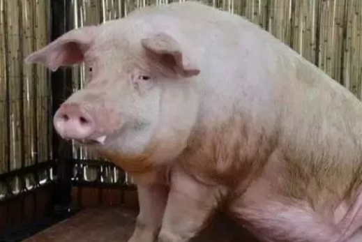 QQ图片20260325110253.png QQ图片20260325110253.png