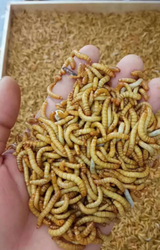 6B21F1876B9C503EE17E667F82E08161.png 6B21F1876B9C503EE17E667F82E08161.png