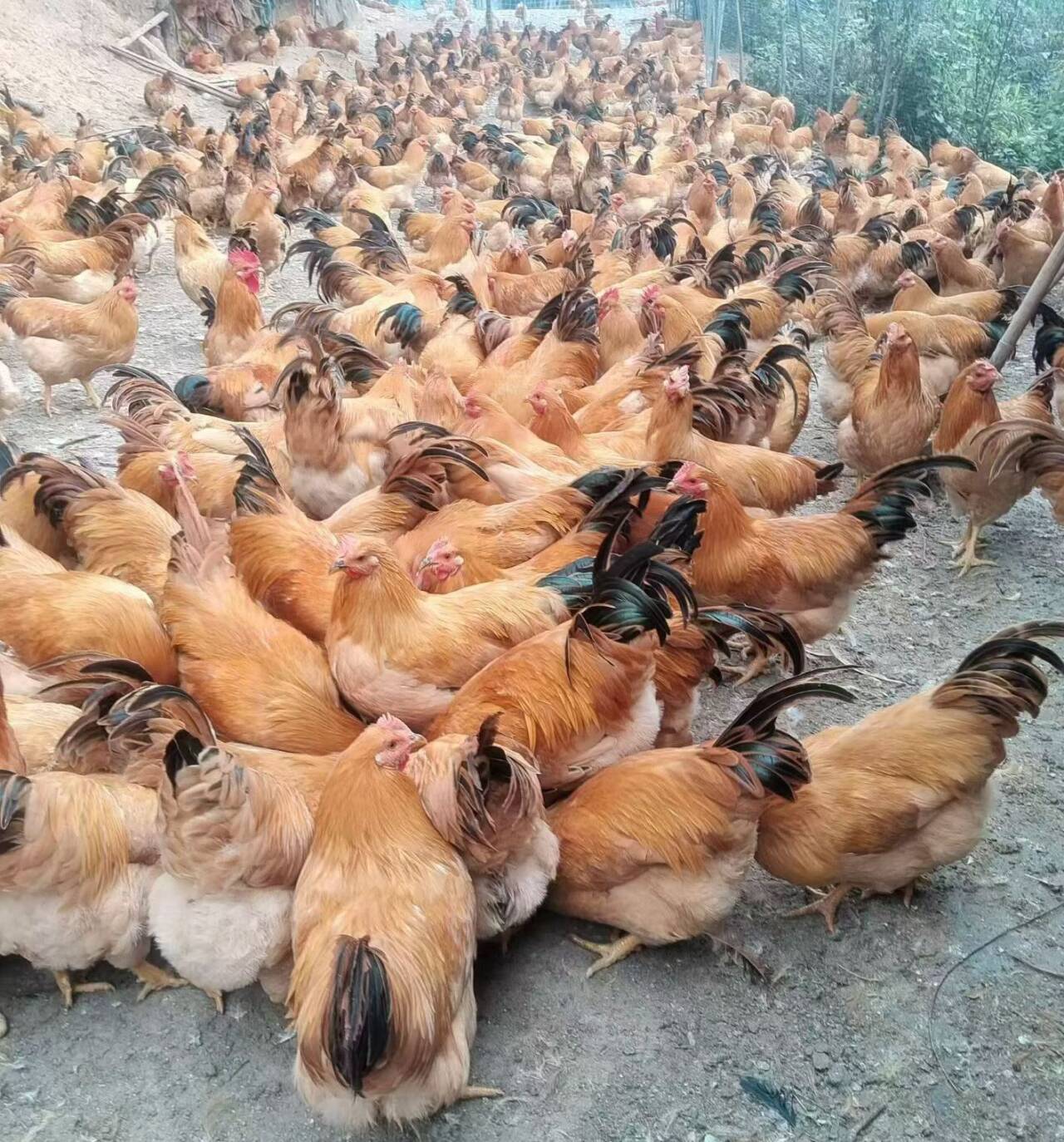 c2ca07ae70af17204db6efa0833e52df_720.jpg c2ca07ae70af17204db6efa0833e52df_720.jpg