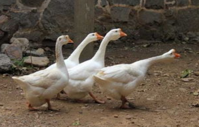 QQ图片20260401112739.png QQ图片20260401112739.png