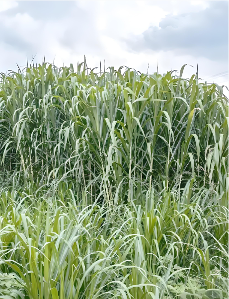 5891581a-95f6-421e-91dd-57bac696e73c.png 5891581a-95f6-421e-91dd-57bac696e73c.png