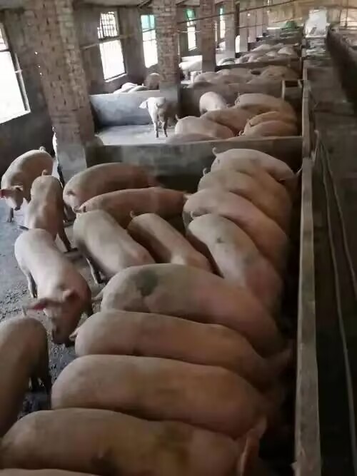 8e8145ac690222904036aec31299e896.jpg 8e8145ac690222904036aec31299e896.jpg