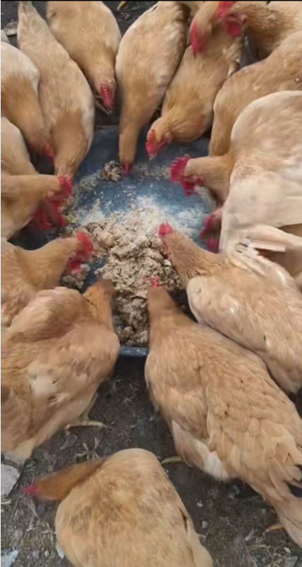 QQ图片20260408135631.png QQ图片20260408135631.png