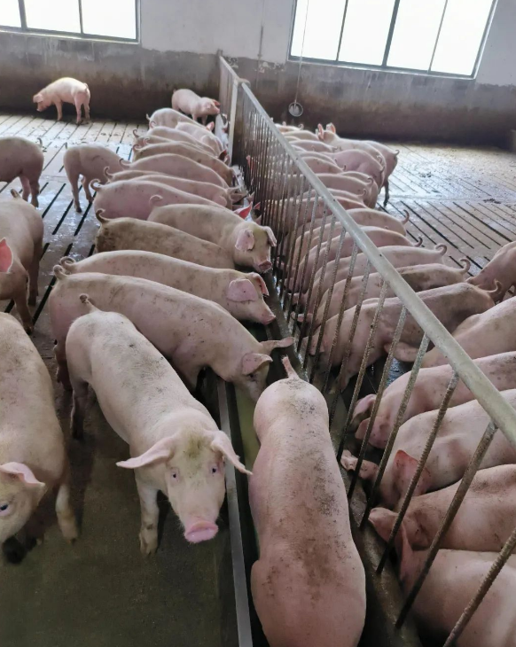 17472042801627012.png 17472042801627012.png