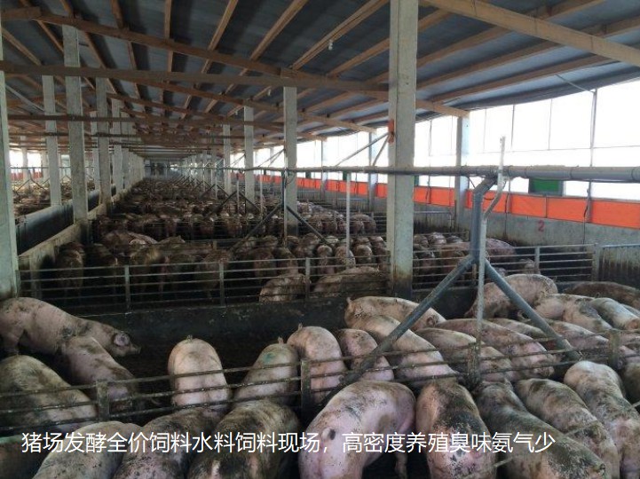猪场发酵全价饲料水料饲料现场，高密度养殖臭味氨气少.jpg