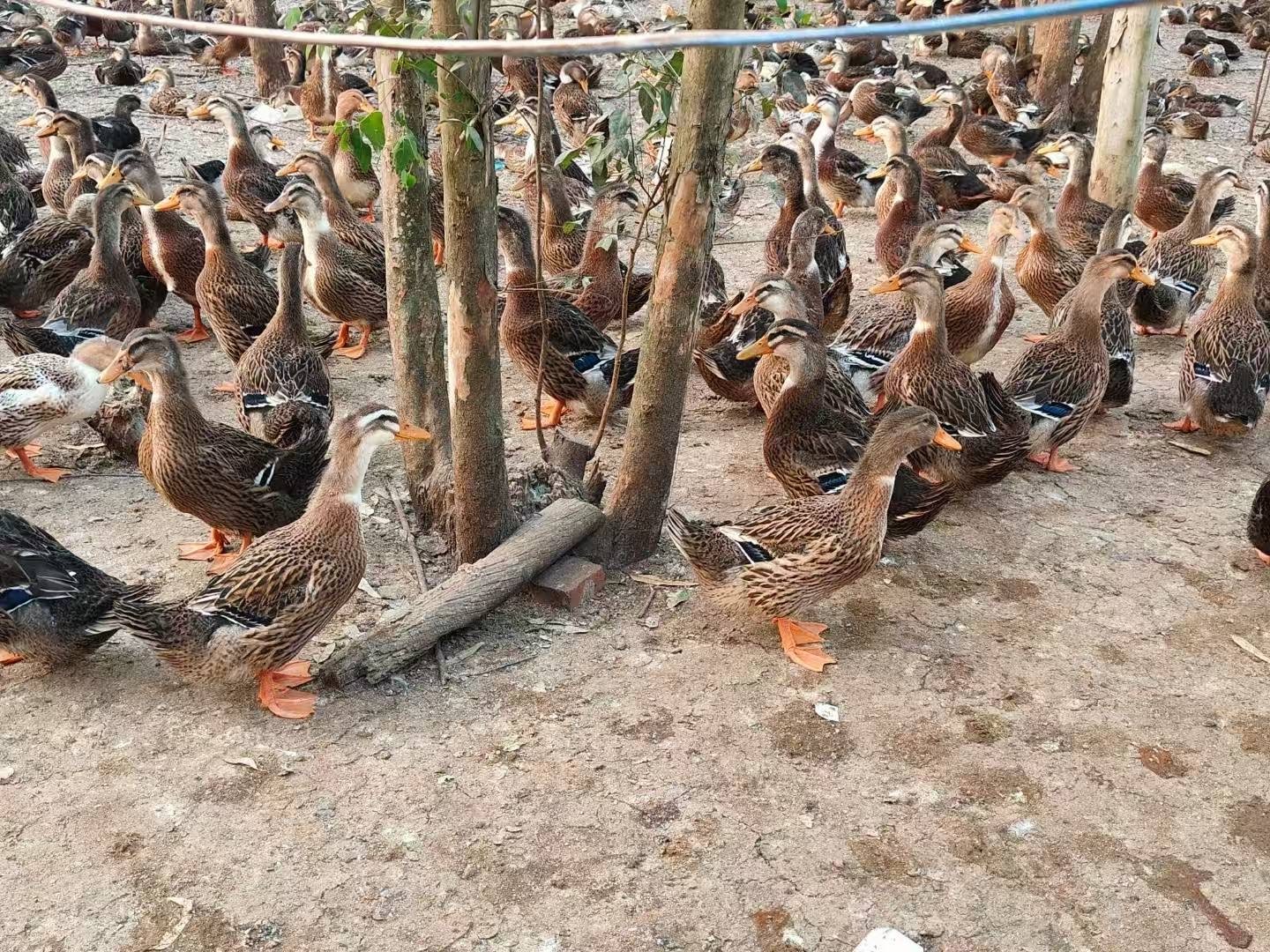 49b5e5e46d6aaa3df52ee90ee9c622ac.jpg 49b5e5e46d6aaa3df52ee90ee9c622ac.jpg