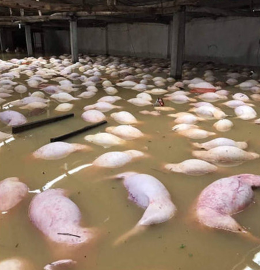洪水死猪.jpg 洪水死猪.jpg