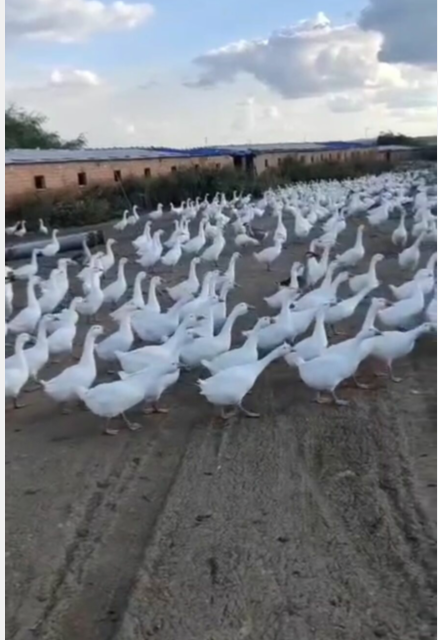 QQ图片20220923100533.png鹅.png QQ图片20220923100533.png鹅.png