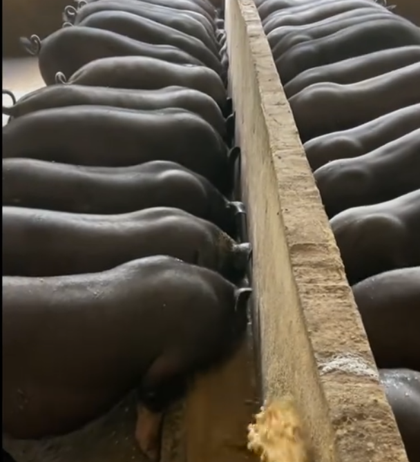 X]TX7DGD{`JDQJ}9RHW`TBV.png