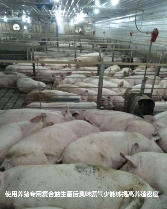 使用养猪专用复合益生菌后臭味氨气少能够提高养殖密度.jpg 使用养猪专用复合益生菌后臭味氨气少能够提高养殖密度.jpg