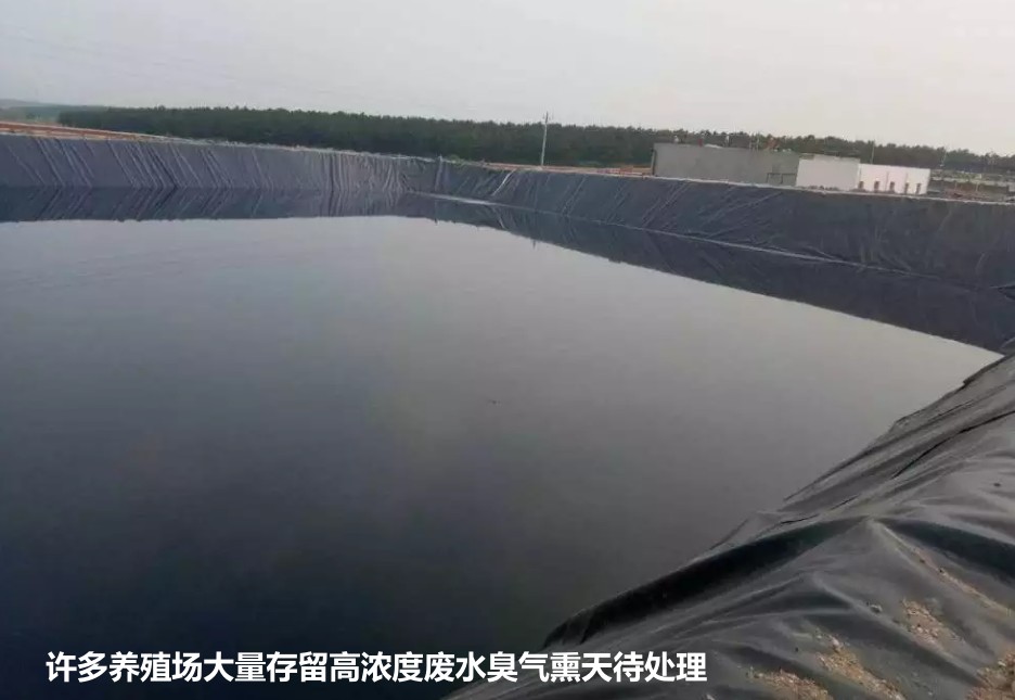 许多养殖场大量存留高浓度废水臭气熏天待处理.jpg 许多养殖场大量存留高浓度废水臭气熏天待处理.jpg