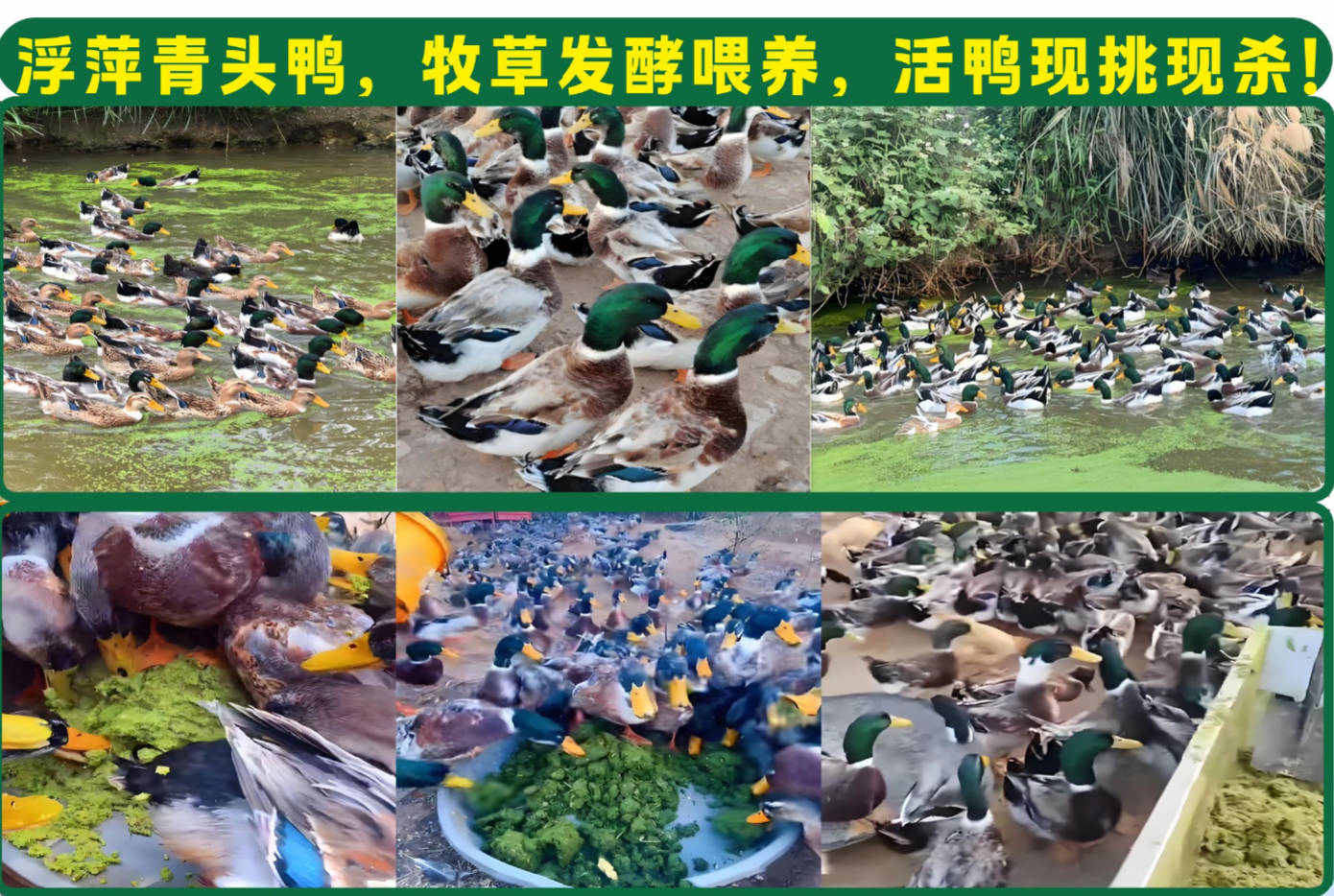 浮萍鸭现杀.jpg 浮萍鸭现杀.jpg