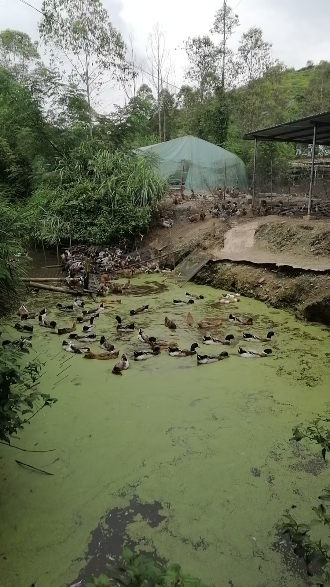 鸭子吃浮萍.jpg