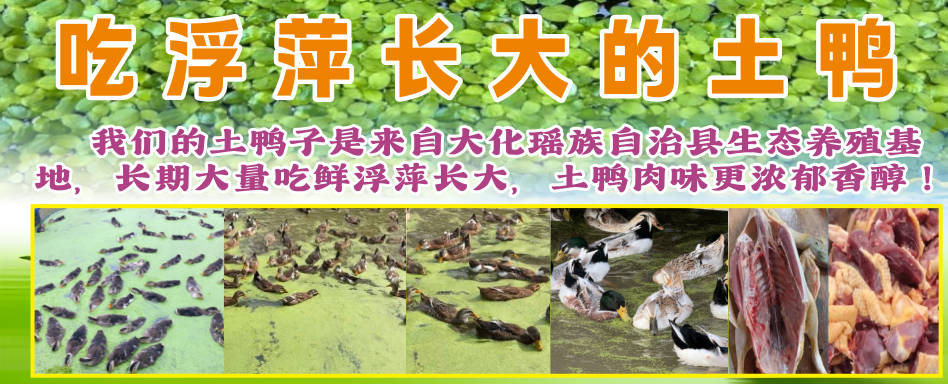 吃浮萍长大的鸭.jpg