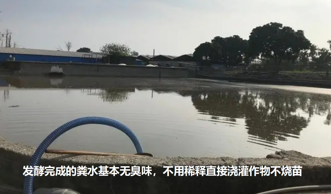 发酵完成的粪水基本无臭味，不用稀释直接浇灌作物不烧苗.jpg