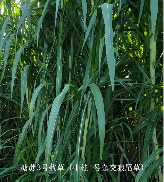 695ec10f8cccf36fe8b3e674adf864bc_17875383899251661.png